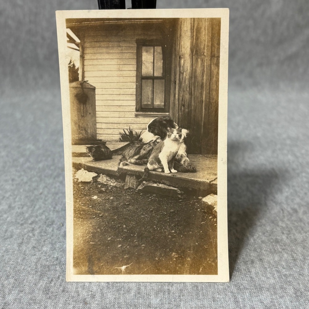 Vintage Dog and Cats Photo Sepia Farmhouse Porch Pets Antique Snapshot
